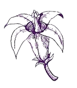 floripondio png